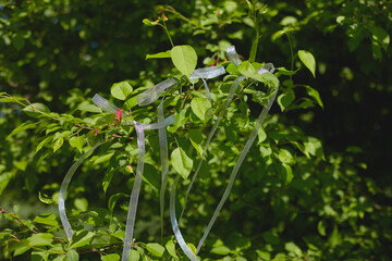 Ribbons flutter in the gentle breeze among vibrant green leaves