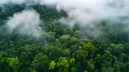 Aerial view capturing a dense rainforest canopy shrouded in ethereal mist
