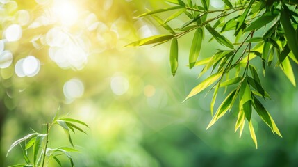 Obraz premium Sunlight illuminating lush green bamboo leaves