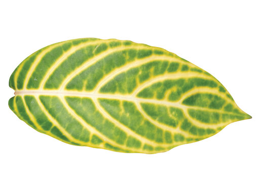 leaf sanchezia speciosa isolated on white background.