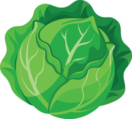 Cabbage vector illustration isolated on white background.