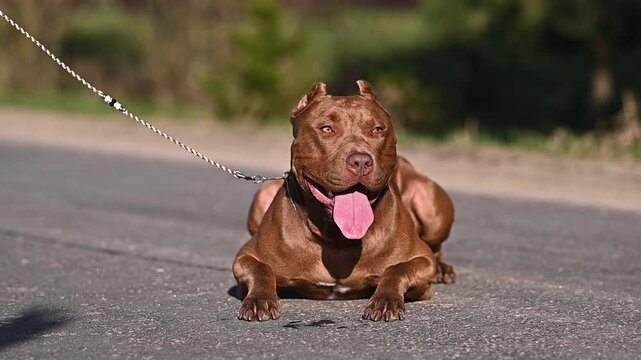 large portrait dog staffordshire terrier pitbull outdoors 