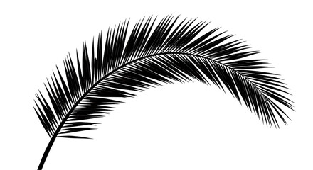 Isolated Curved Palm Leaf Silhouette in Black © Elena