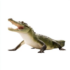 Obraz premium Alligator with open mouth isolated on white background