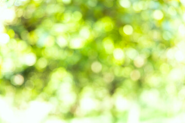 Abstract Bokeh Background of Lush Green Leaves