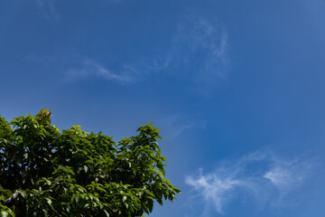 Blue Sky Filled with Fluffy White Clouds