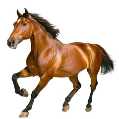 Obraz premium Mature brown horse running fast on open field with flowing mane and tail, showcasing strength, agility, power, and elegance in motion du daylight