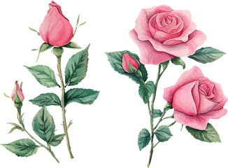 vector illustration of a rose