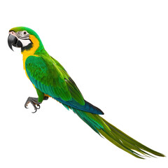 Obraz premium Vibrant and colorful parrot with green yellow blue feathers perched with a detailed head and long tail isolated on white background