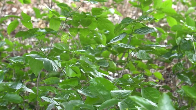 Weaver ants, also called green ants, are tree-dwelling insects known for leaf-nest weaving, strong teamwork, painful bites, and vital ecological pest control roles