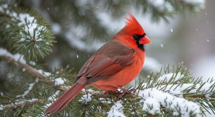 Red Cardinal Bird in Winter - Photo