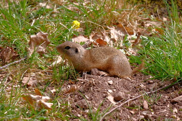 red squirrel in the forest