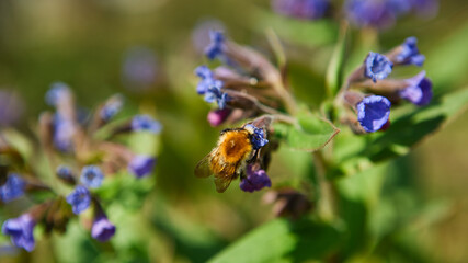 Busy bee collecting nectar from vibrant purple flowers in a sunny garden during springtime