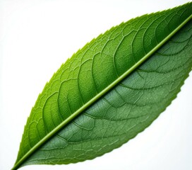 Obraz premium green leaf macro