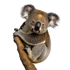 Naklejka premium adorable baby koala clinging to tree branch isolated on white background with detailed fur and expressive eyes in a natural pose showcasing wildlife and conservation