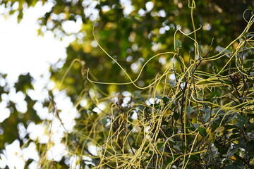 Cuscuta or Dodder plant. It is a genus species of yellow, orange,or red  parasitic plants. Its can...