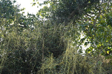 Cuscuta or Dodder plant. It is a genus species of yellow, orange,or red  parasitic plants. Its can...
