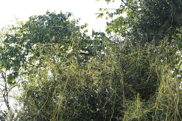 Cuscuta or Dodder plant. It is a genus species of yellow, orange,or red  parasitic plants. Its can...