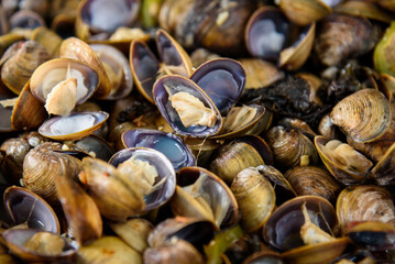 Steamed yellow sand clams, a Cantonese dish. A local specialty of Muzhou Town, Xinhui District, Guangdong Province, China.