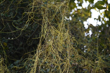 Cuscuta or Dodder plant. It is a genus species of yellow, orange,or red  parasitic plants. Its can be identified by its thin stems appearing leafless,with the leaves reduced to minute scales. Amarbel.