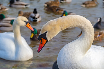 Obraz premium Portrait of a white swan against a background of ducks