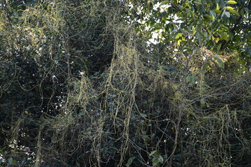 Cuscuta or Dodder plant. It is a genus species of yellow, orange,or red  parasitic plants. Its can...