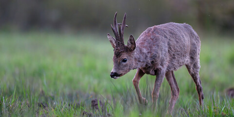 Roe deer buck walking in a clearing at the end of the day. Capreolus capreolus, Sologne, Loiret 45, région Centre Val de Loire, France, European Union, Europe