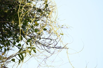 Cuscuta or Dodder plant. It is a genus species of yellow, orange,or red  parasitic plants. Its can be identified by its thin stems appearing leafless,with the leaves reduced to minute scales. Amarbel.