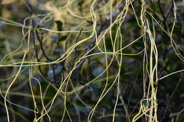 Cuscuta or Dodder plant. It is a genus species of yellow, orange,or red  parasitic plants. Its can...