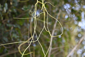 Cuscuta or Dodder plant. It is a genus species of yellow, orange,or red  parasitic plants. Its can...