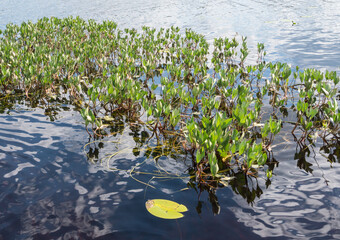 Bog bean aquatic plant leaves on lake surface