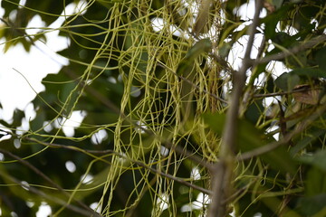 Cuscuta or Dodder plant. It is a genus species of yellow, orange,or red  parasitic plants. Its can...