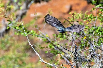 white-throated kingbird in flight. colombia