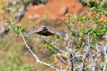 white-throated kingbird in flight. colombia