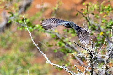 white-throated kingbird in flight. colombia