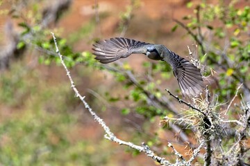 white-throated kingbird in flight. colombia