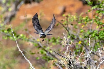 white-throated kingbird in flight. colombia