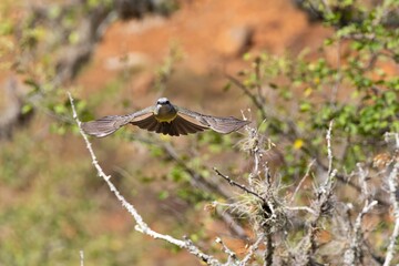 white-throated kingbird in flight. colombia