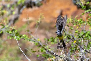 white-throated kingbird in flight. colombia