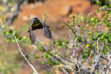 white-throated kingbird in flight. colombia