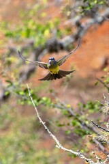 white-throated kingbird in flight. colombia