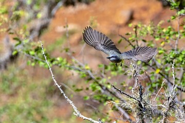 white-throated kingbird in flight. colombia
