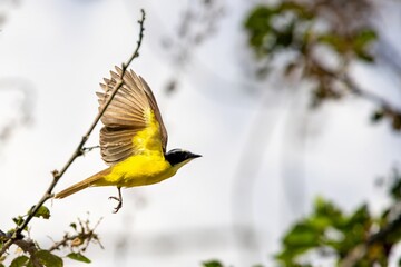 white-throated kingbird in flight. colombia