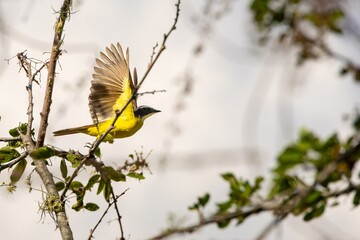white-throated kingbird in flight. colombia