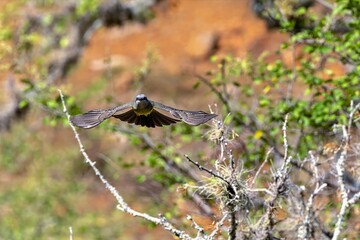 white-throated kingbird in flight. colombia