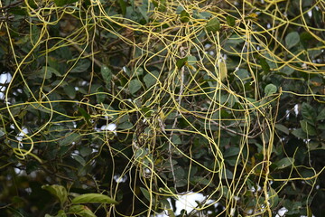 Cuscuta or Dodder plant. It is a genus species of yellow, orange,or red  parasitic plants. Its can be identified by its thin stems appearing leafless,with the leaves reduced to minute scales. Amarbel.