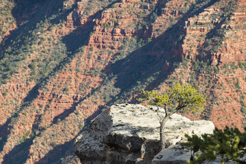 View from the South Rim at Grand Canyon National Park, Arizona