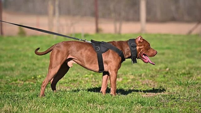 large portrait dog staffordshire terrier pitbull outdoors playing on grass