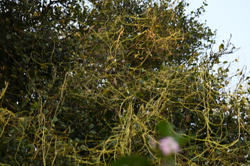 Cuscuta or Dodder plant. It is a genus species of yellow, orange,or red  parasitic plants. Its can...