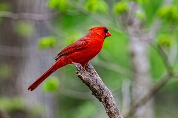 Male northern cardinal on branch